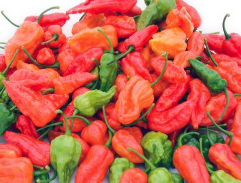Fresh Peppers Display