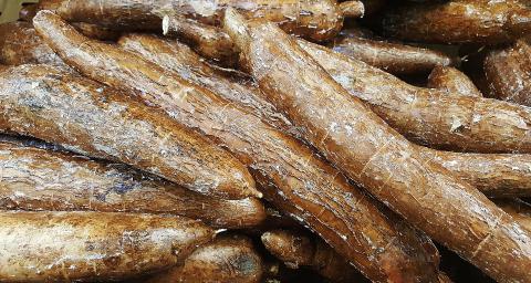 cassava display
