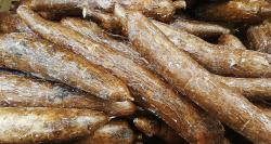 cassava display